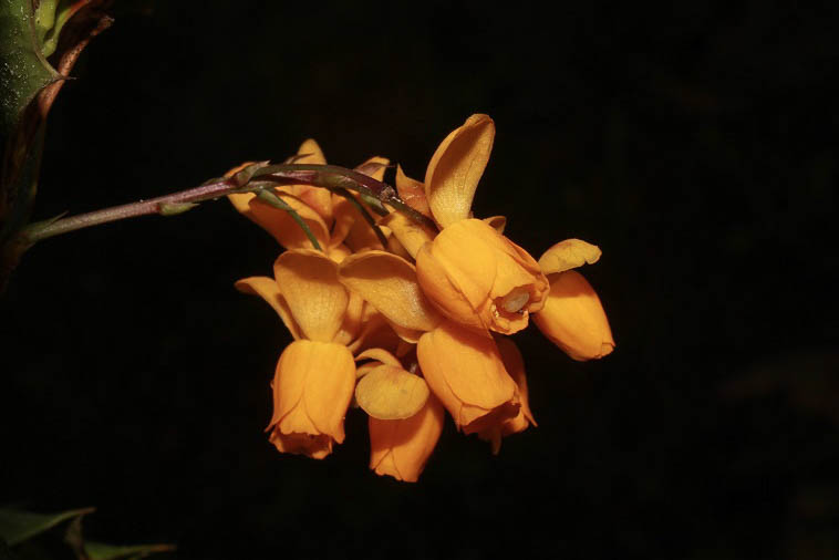 bnegeriana flor